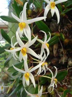 Epigeneium acuminatum