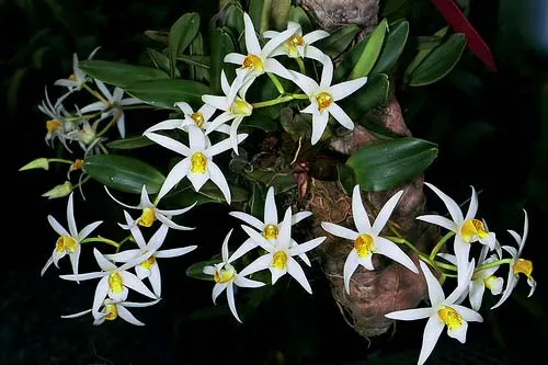 Epigeneium stella-silvae