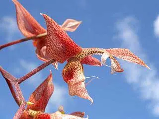 Gongora atropurpurea