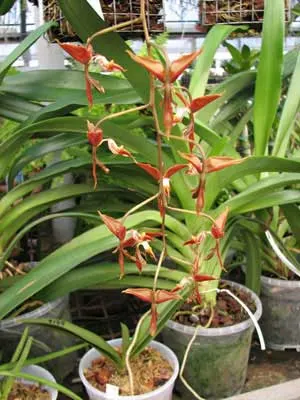 Gongora catilligera