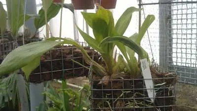 Gongora catilligera