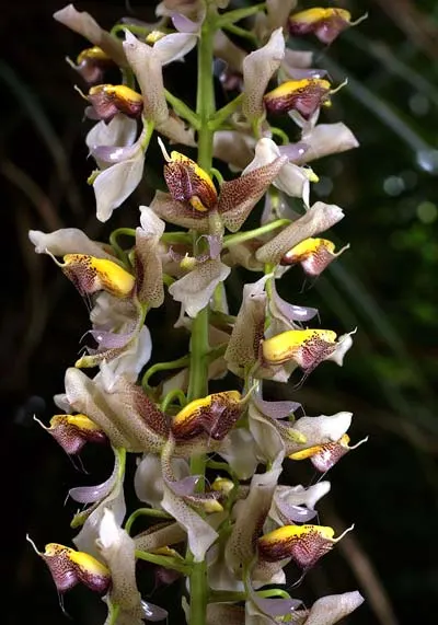 Gongora ecornuta