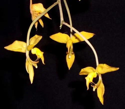 Gongora flaveola