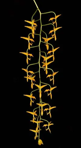Gongora gratulabunda