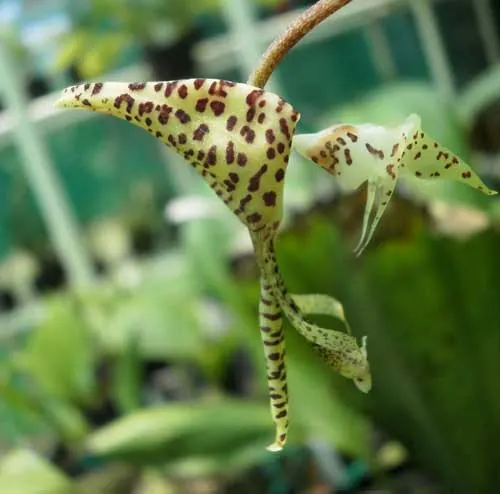 Gongora nigropunctata