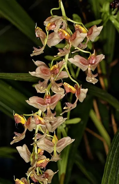 Gongora portentosa