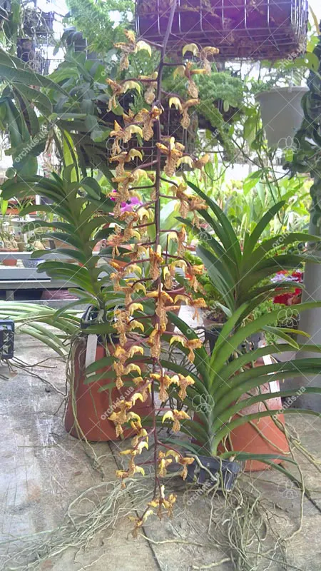 Gongora quinquenervis