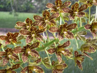 Grammatophyllum Yuan Nan Tiger Praw