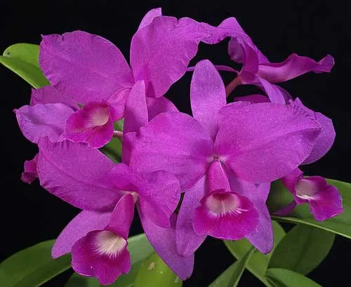 Guarianthe skinneri 'Heiti Jaсobs'
