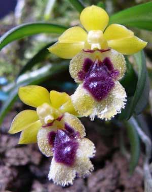 Haraella retrocalla