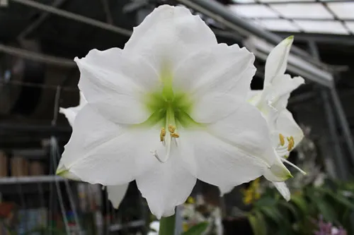 Hippeastrum Christmas Gift