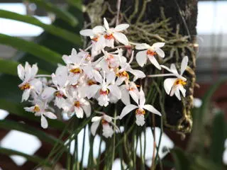 Holcoglossum wangii