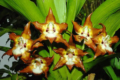 Huntleya meleagris