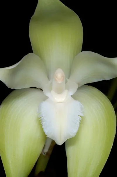 Ida fimbriata