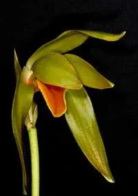 Ida grandis