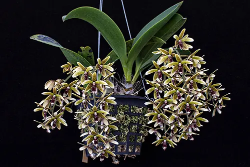 Inobulbum munificum