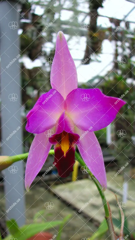 Laelia anceps