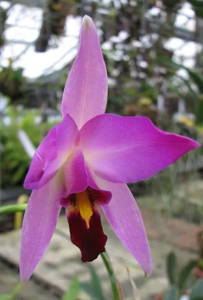 Laelia anceps Dawsonii f. Chiapensis