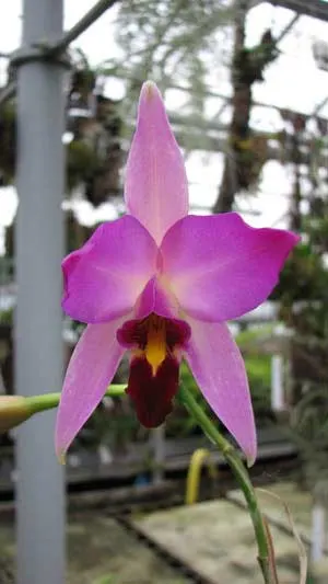 Laelia anceps Dawsonii f. Chiapensis