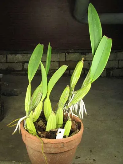Laelia anceps Dawsonii f. Chiapensis