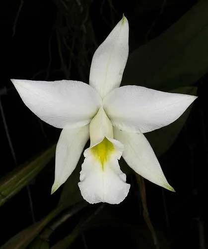 Laelia anceps var. alba