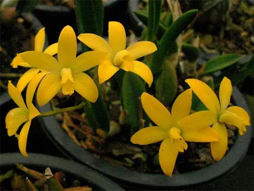Laelia bradei