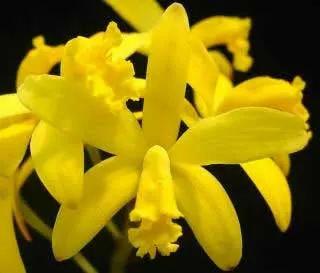 Laelia briegeri