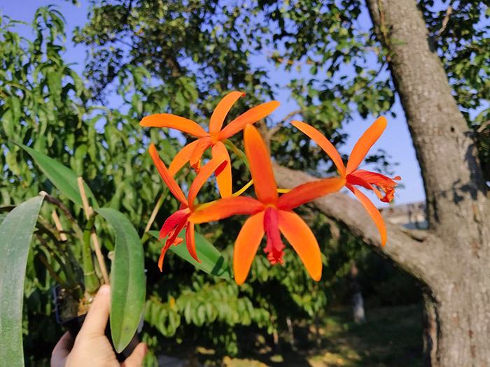 Laelia cinnabarina