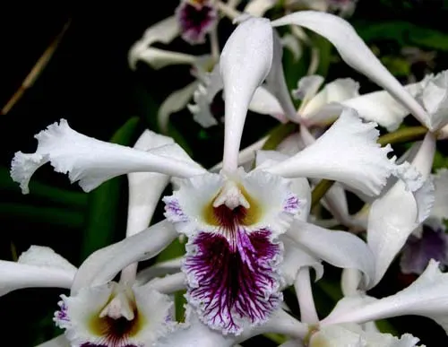 Laelia crispa