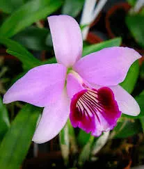 Laelia dayana