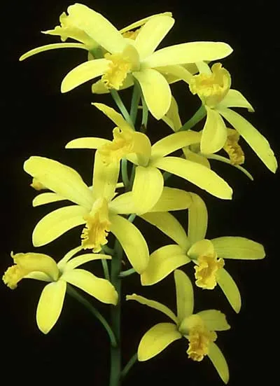 Laelia flava