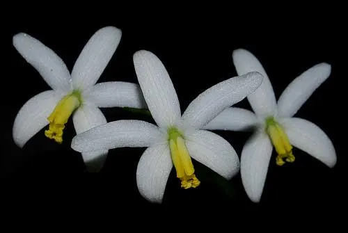Laelia fournieri
