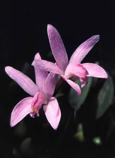 Laelia kettieana