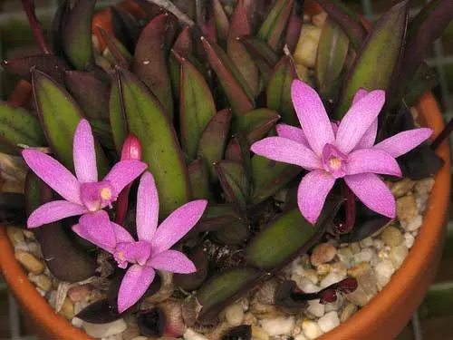 Laelia liliputana