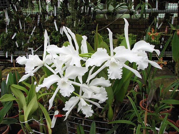 Laelia lobata alba plena