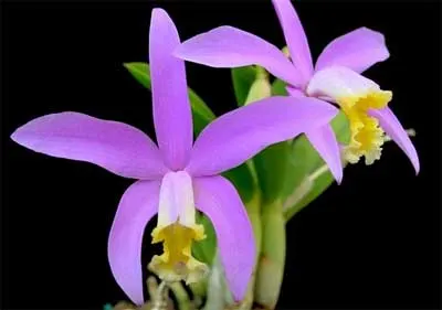 Laelia lucasiana