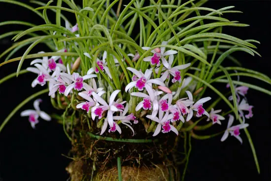 Laelia lundii