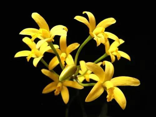 Laelia macrobulbosa
