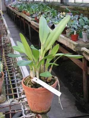 Laelia macrobulbosa