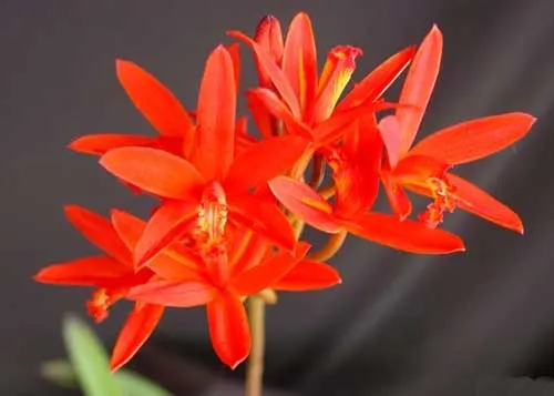 Laelia milleri