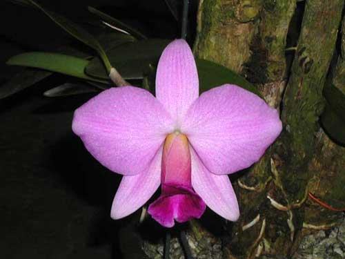 Laelia praestans