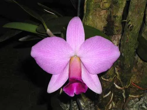Laelia praestans