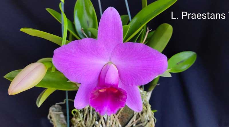 Laelia praestans