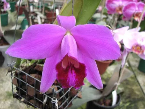 Laelia pumila