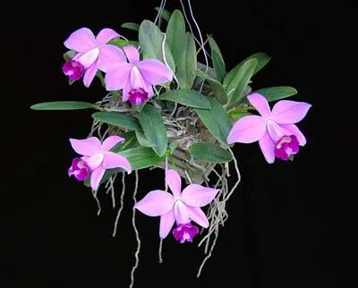 Laelia pumila