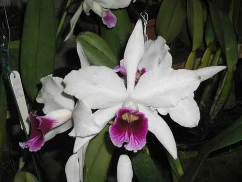 Laelia purpurata (Estriata x Estriata)