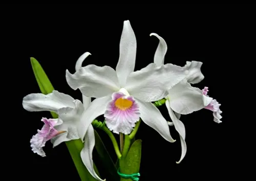 Laelia purpurata russeliana