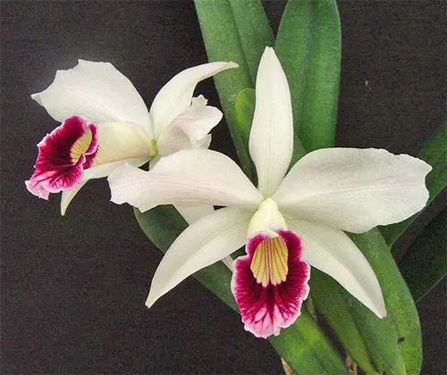 Laelia purpurata seideliana sanguinea