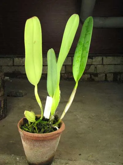 Laelia purpurata semi alba (quase) 'Osorio' × Laelia purpurata semi alba (quase) 'Tubarao'