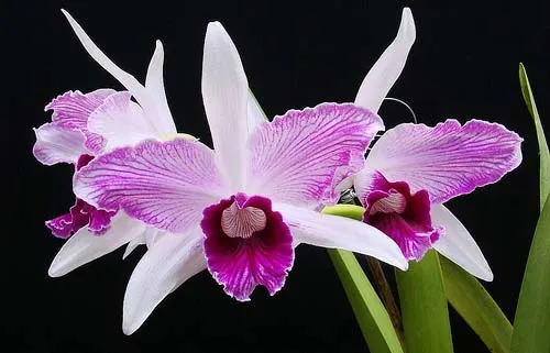 Laelia purpurata striata